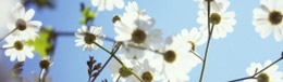bloemen