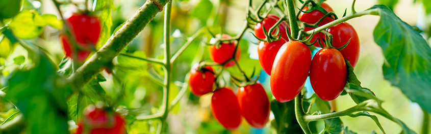 tomaten op vakantie