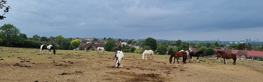 paarden in londen