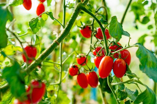 tomaten op vakantie