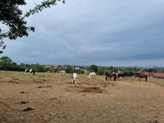 weide met paarden